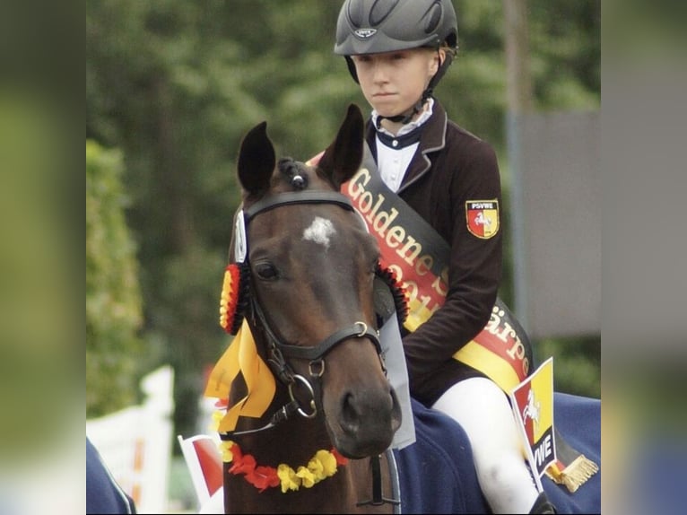Oldenburger Stute 4 Jahre 158 cm Brauner in Wardenburg
