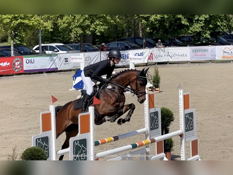 Oldenburger Stute 4 Jahre 158 cm Brauner in Wardenburg
