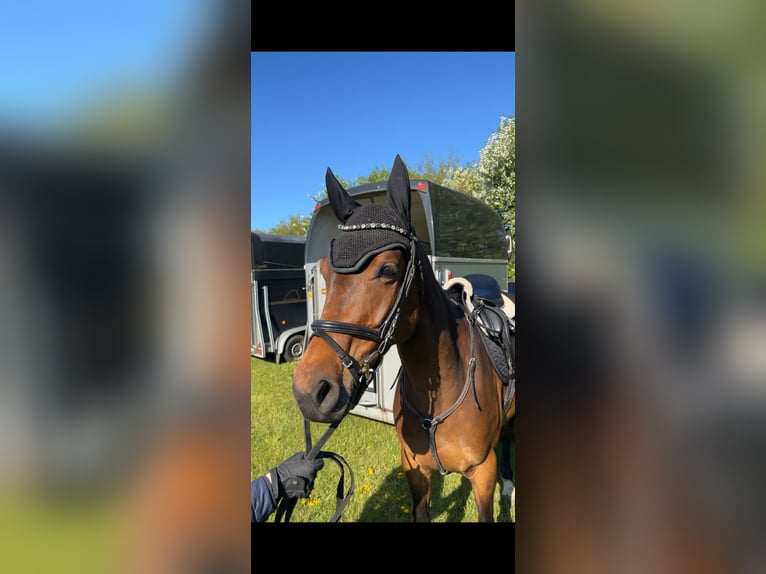 Oldenburger Stute 4 Jahre 158 cm Brauner in Wardenburg