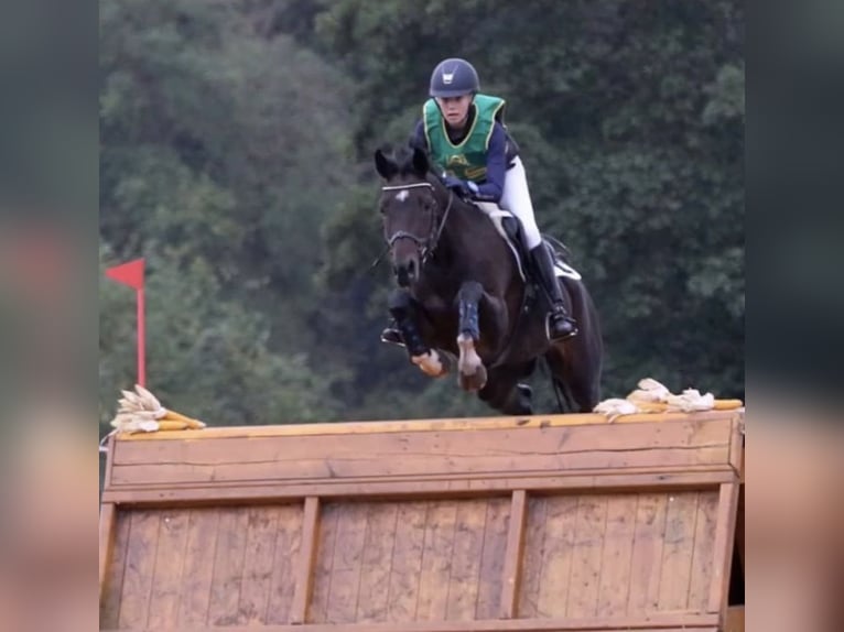 Oldenburger Stute 4 Jahre 158 cm Brauner in Wardenburg