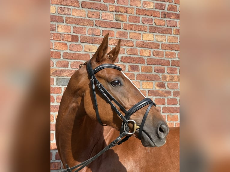 Oldenburger Stute 4 Jahre 158 cm Fuchs in Harsewinkel