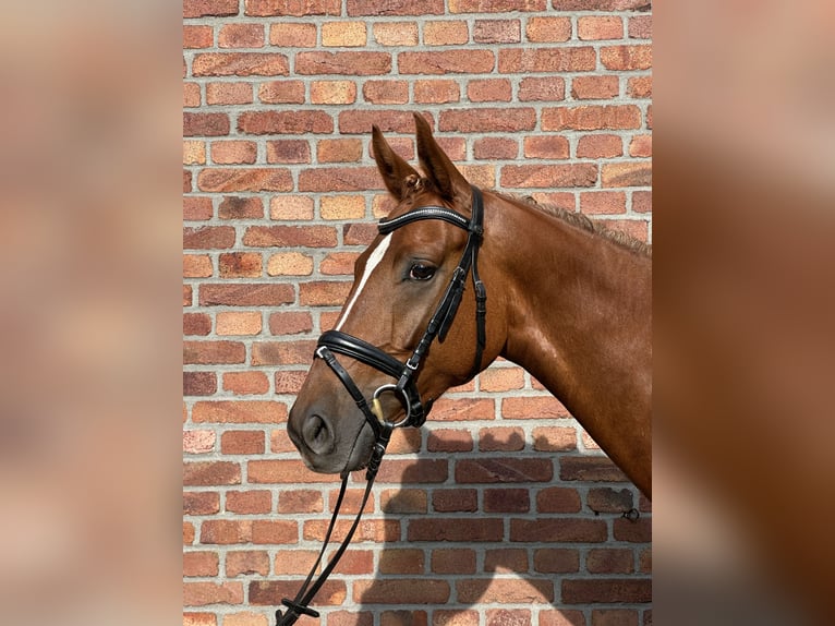 Oldenburger Stute 4 Jahre 158 cm Fuchs in Harsewinkel