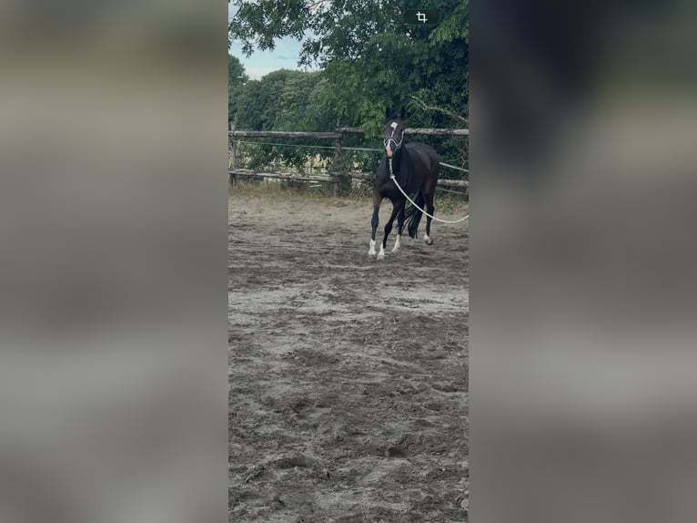 Oldenburger Stute 4 Jahre 160 cm Brauner in Köln