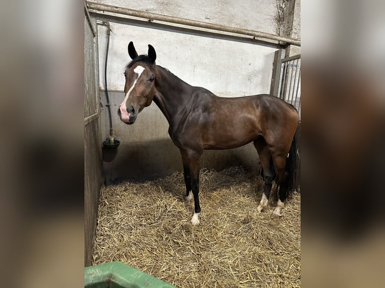 Oldenburger Stute 4 Jahre 160 cm Brauner in Köln