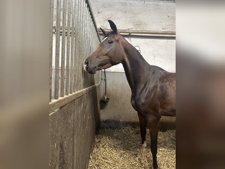 Oldenburger Stute 4 Jahre 160 cm Brauner in Köln