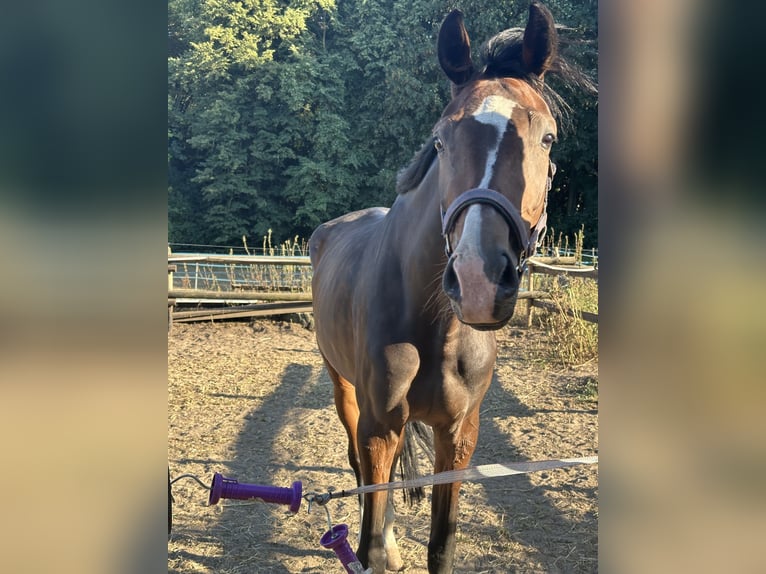 Oldenburger Stute 4 Jahre 160 cm Brauner in Köln