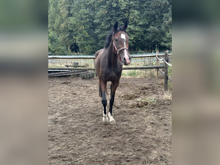 Oldenburger Stute 4 Jahre 160 cm Brauner in Köln