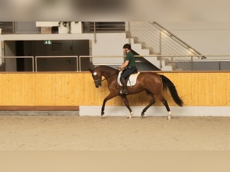 Oldenburger Stute 4 Jahre 160 cm Brauner in Lindern (Oldenburg)