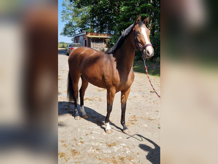 Oldenburger Stute 4 Jahre 160 cm Brauner in Lindern (Oldenburg)