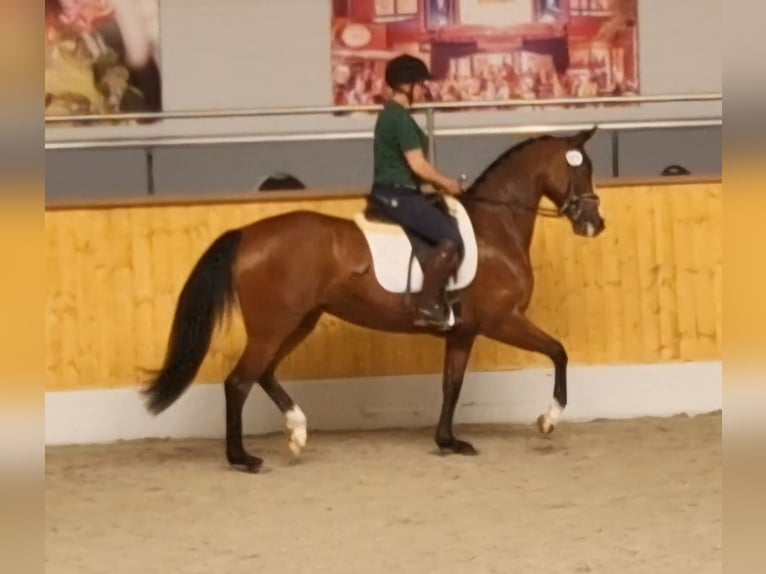 Oldenburger Stute 4 Jahre 160 cm Brauner in Lindern (Oldenburg)