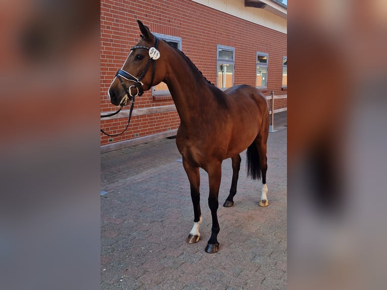 Oldenburger Stute 4 Jahre 160 cm Brauner in Lindern (Oldenburg)