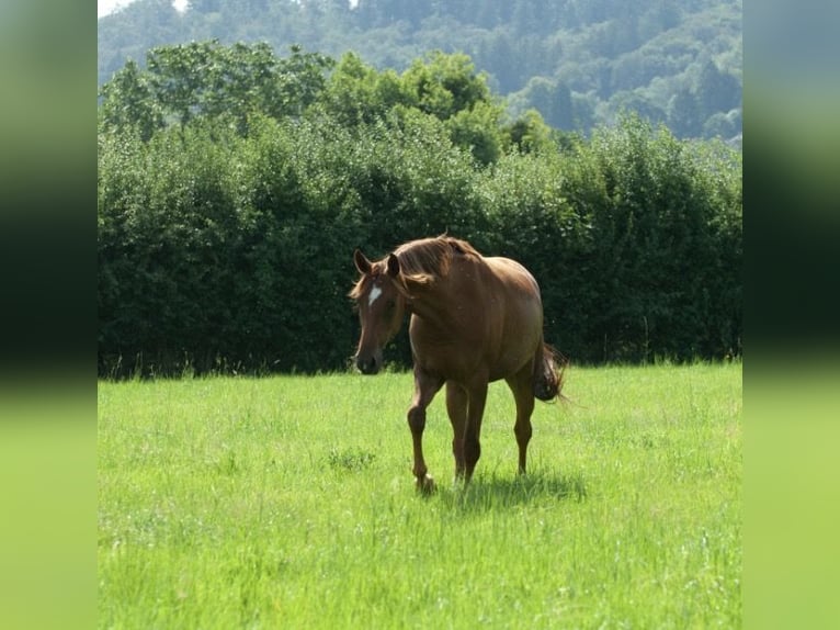 Oldenburger Stute 4 Jahre 160 cm Fuchs in Bockenem