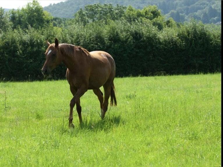 Oldenburger Stute 4 Jahre 160 cm Fuchs in Bockenem