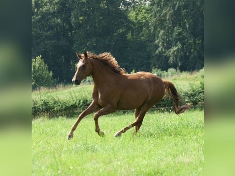 Oldenburger Stute 4 Jahre 160 cm Fuchs in Bockenem
