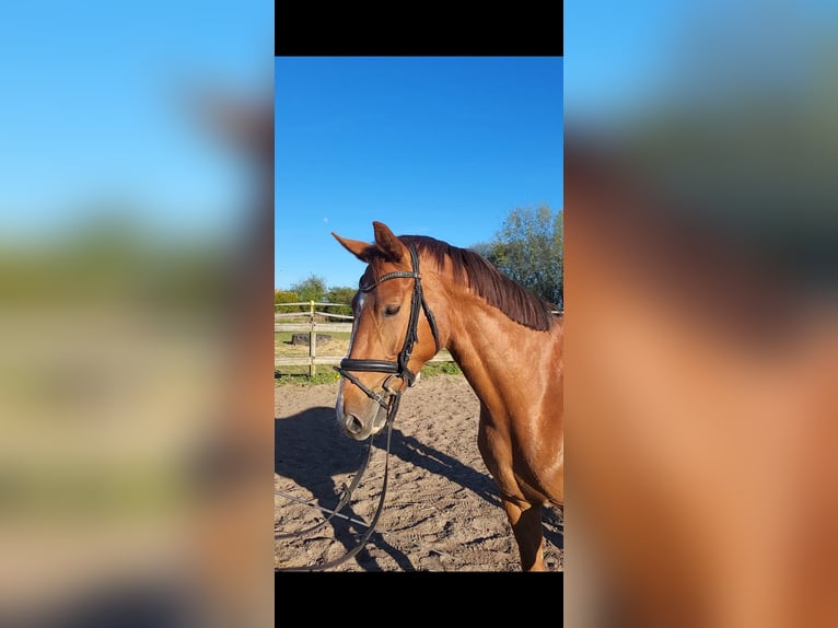 Oldenburger Stute 4 Jahre 160 cm Fuchs in Satrup