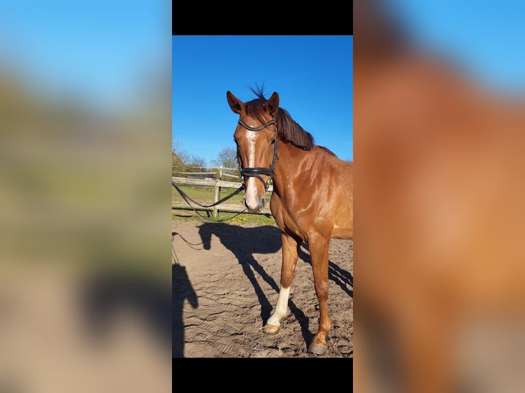 Oldenburger Stute 4 Jahre 160 cm Fuchs in Satrup