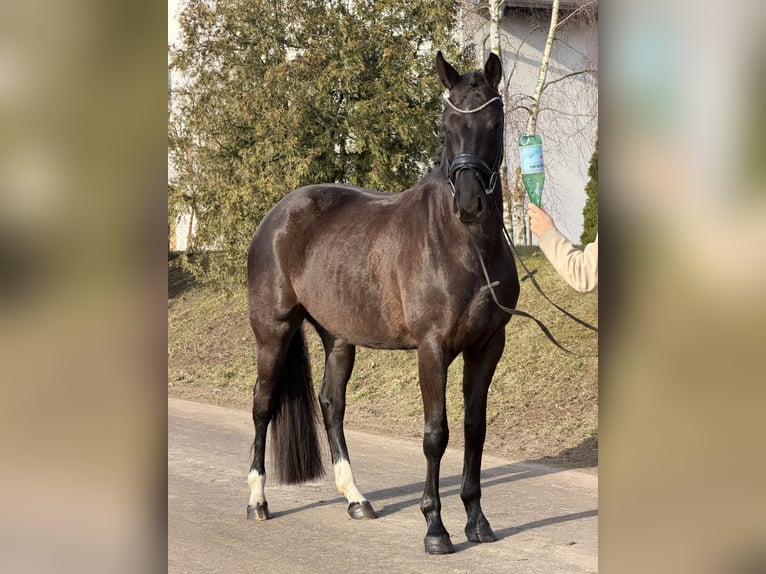 Oldenburger Stute 4 Jahre 160 cm Rappe in Phöben