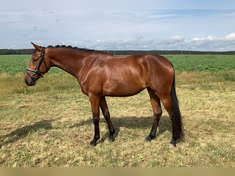 Oldenburger Stute 4 Jahre 161 cm Brauner in Bismark (Altmark) OT Gr&#xE4;venitz