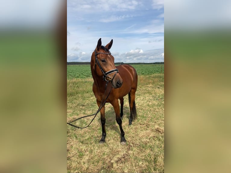 Oldenburger Stute 4 Jahre 161 cm Brauner in Bismark (Altmark) OT Gr&#xE4;venitz