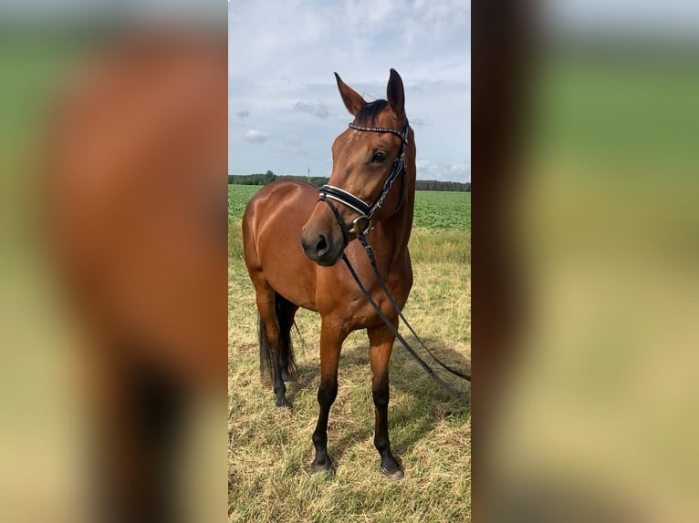 Oldenburger Stute 4 Jahre 161 cm Brauner in Bismark (Altmark) OT Gr&#xE4;venitz