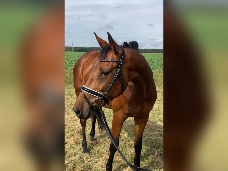 Oldenburger Stute 4 Jahre 161 cm Brauner in Bismark (Altmark) OT Gr&#xE4;venitz