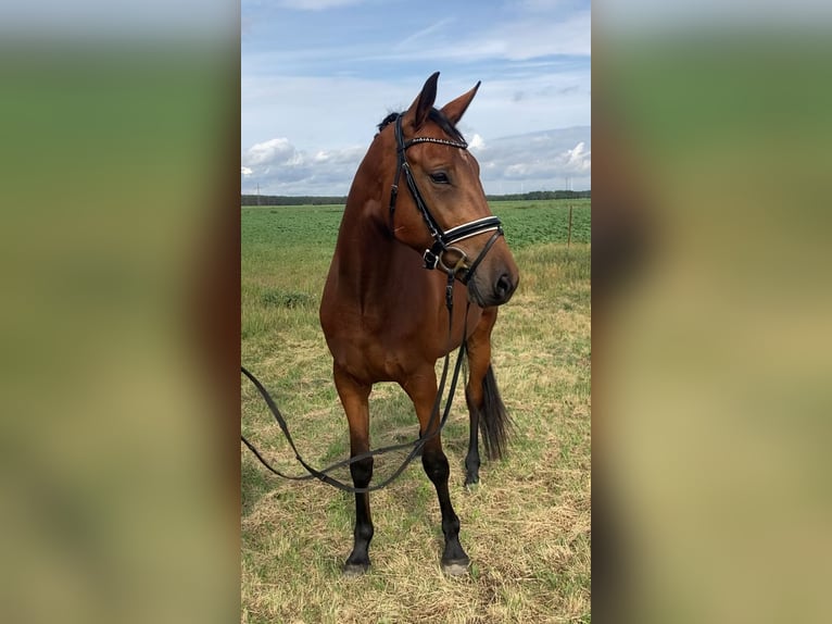 Oldenburger Stute 4 Jahre 161 cm Brauner in Bismark (Altmark) OT Gr&#xE4;venitz