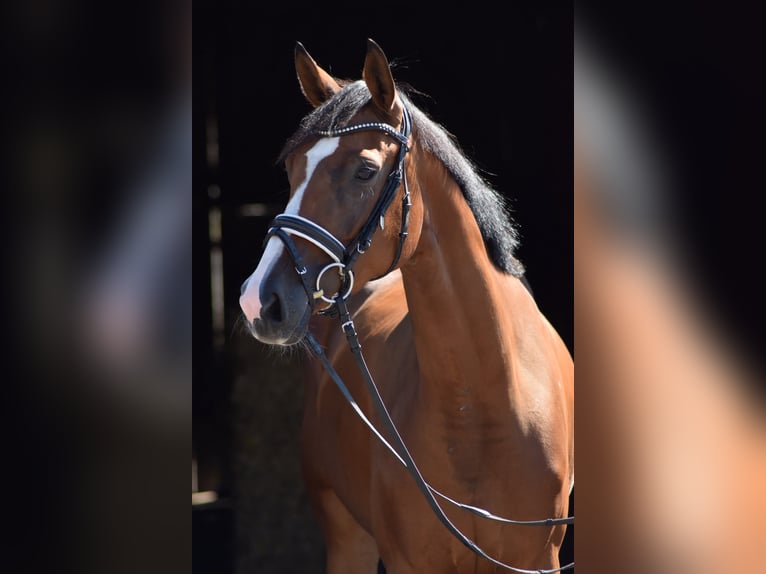 Oldenburger Stute 4 Jahre 161 cm Brauner in Herbstein