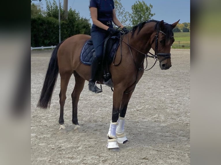 Oldenburger Stute 4 Jahre 161 cm Brauner in Hanau