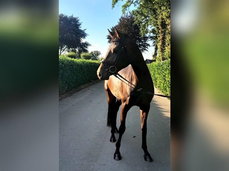 Oldenburger Stute 4 Jahre 161 cm Dunkelbrauner in Lindern (Oldenburg)