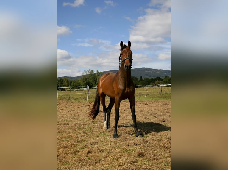 Oldenburger Stute 4 Jahre 162 cm Brauner in Kronberg im Taunus
