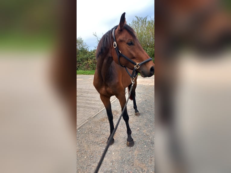 Oldenburger Stute 4 Jahre 162 cm Brauner in Kronberg im Taunus