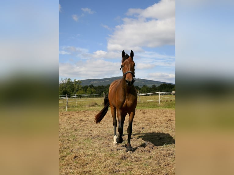 Oldenburger Stute 4 Jahre 162 cm Brauner in Kronberg im Taunus