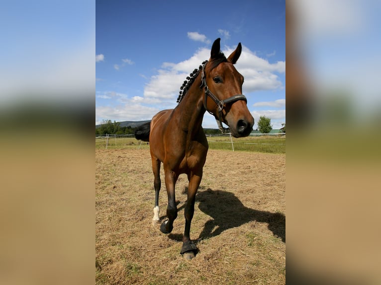 Oldenburger Stute 4 Jahre 162 cm Brauner in Kronberg im Taunus