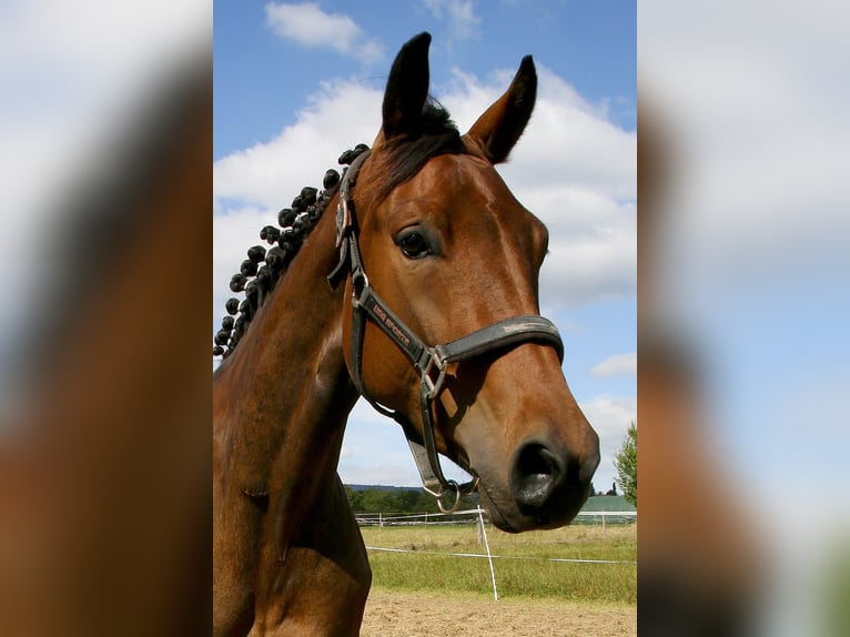 Oldenburger Stute 4 Jahre 162 cm Brauner in Kronberg im Taunus
