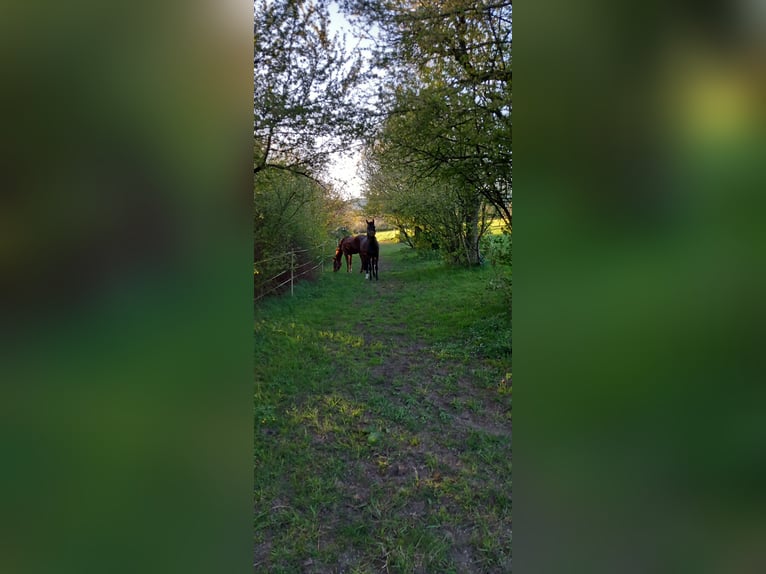 Oldenburger Stute 4 Jahre 162 cm Brauner in Kronberg im Taunus