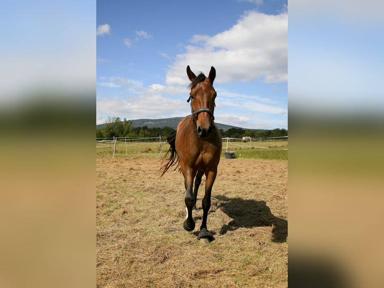 Oldenburger Stute 4 Jahre 162 cm Brauner in Kronberg im Taunus