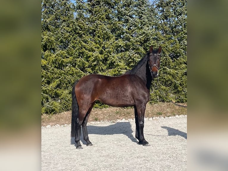 Oldenburger Stute 4 Jahre 162 cm Brauner in Drackenstein