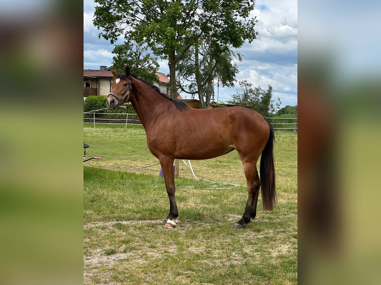 Oldenburger Stute 4 Jahre 162 cm Brauner in Melle Oldenburger Stute 4 Jahre 162 cm Brauner in Melle
