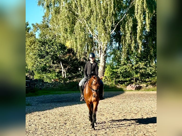 Oldenburger Stute 4 Jahre 162 cm Brauner in Ganderkesee