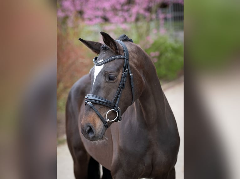 Oldenburger Stute 4 Jahre 162 cm Dunkelbrauner in Bramsche