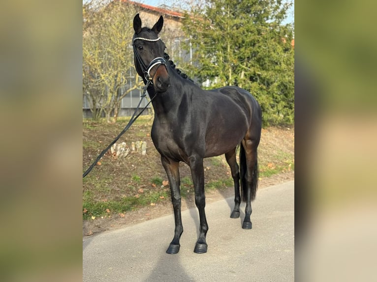 Oldenburger Stute 4 Jahre 162 cm Dunkelbrauner in Phöben