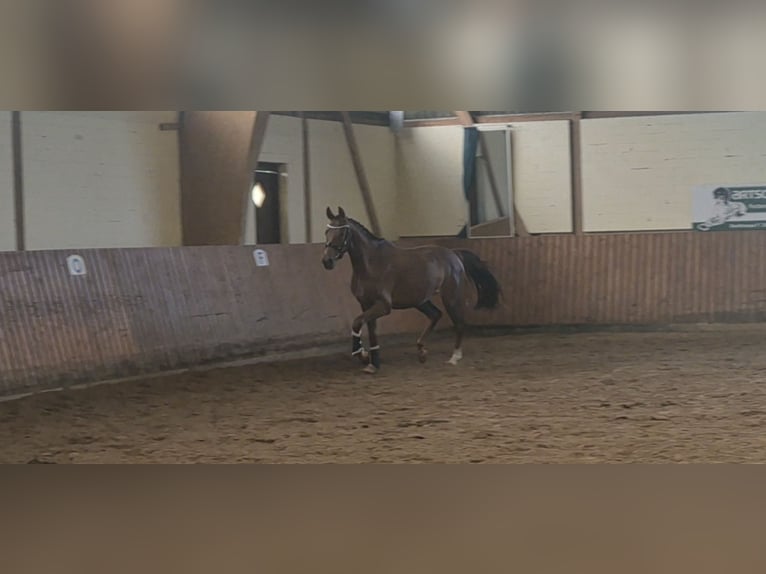 Oldenburger Stute 4 Jahre 162 cm Dunkelfuchs in Schmilau