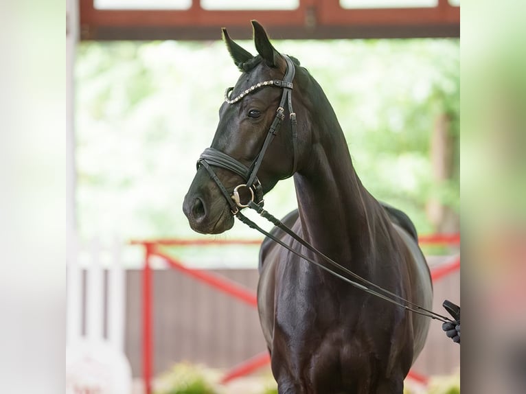 Oldenburger Stute 4 Jahre 162 cm Schwarzbrauner in Münster-Handorf