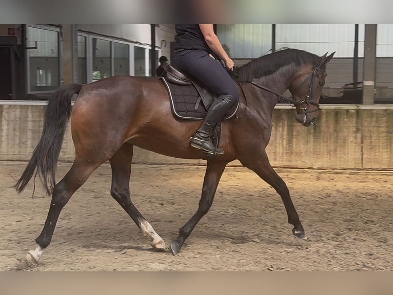 Oldenburger Stute 4 Jahre 163 cm Brauner in Emlichheim