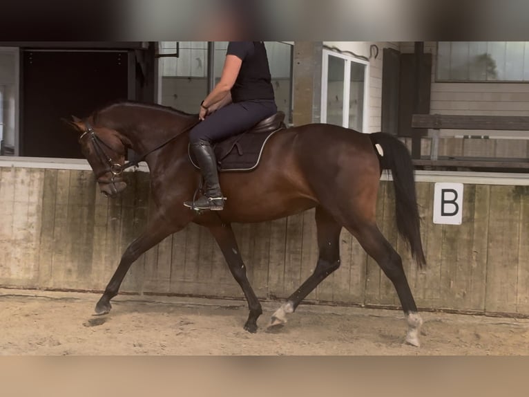Oldenburger Stute 4 Jahre 163 cm Brauner in Emlichheim