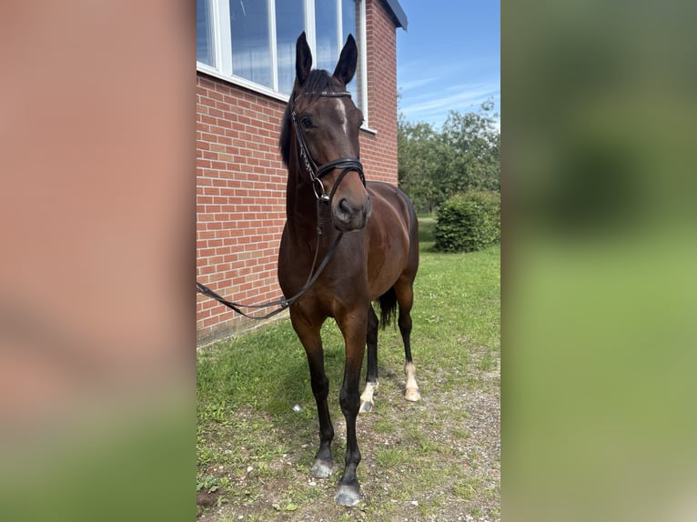 Oldenburger Stute 4 Jahre 163 cm Brauner in Emlichheim
