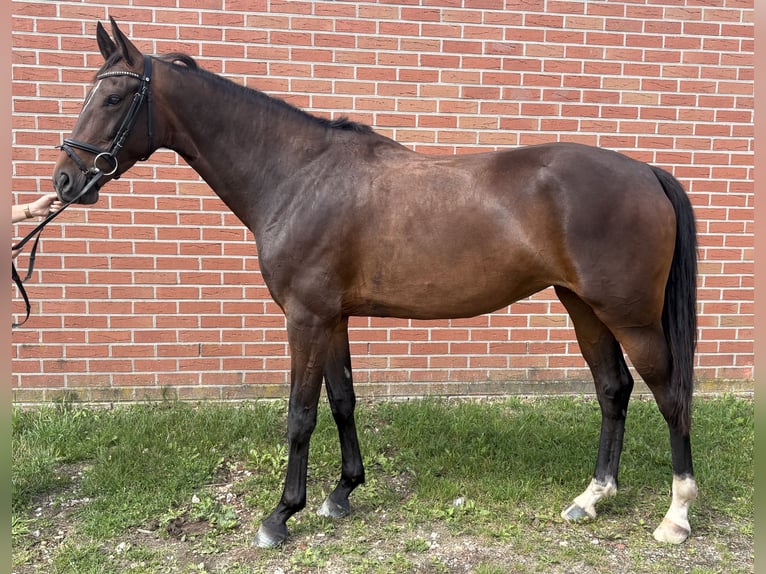 Oldenburger Stute 4 Jahre 163 cm Brauner in Emlichheim