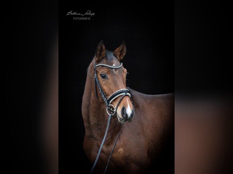 Oldenburger Stute 4 Jahre 163 cm Brauner in Herbstein