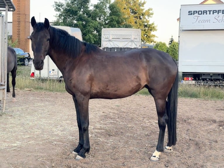 Oldenburger Stute 4 Jahre 163 cm Dunkelbrauner in Babenhausen