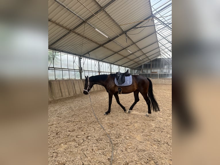 Oldenburger Stute 4 Jahre 163 cm Dunkelbrauner in Babenhausen